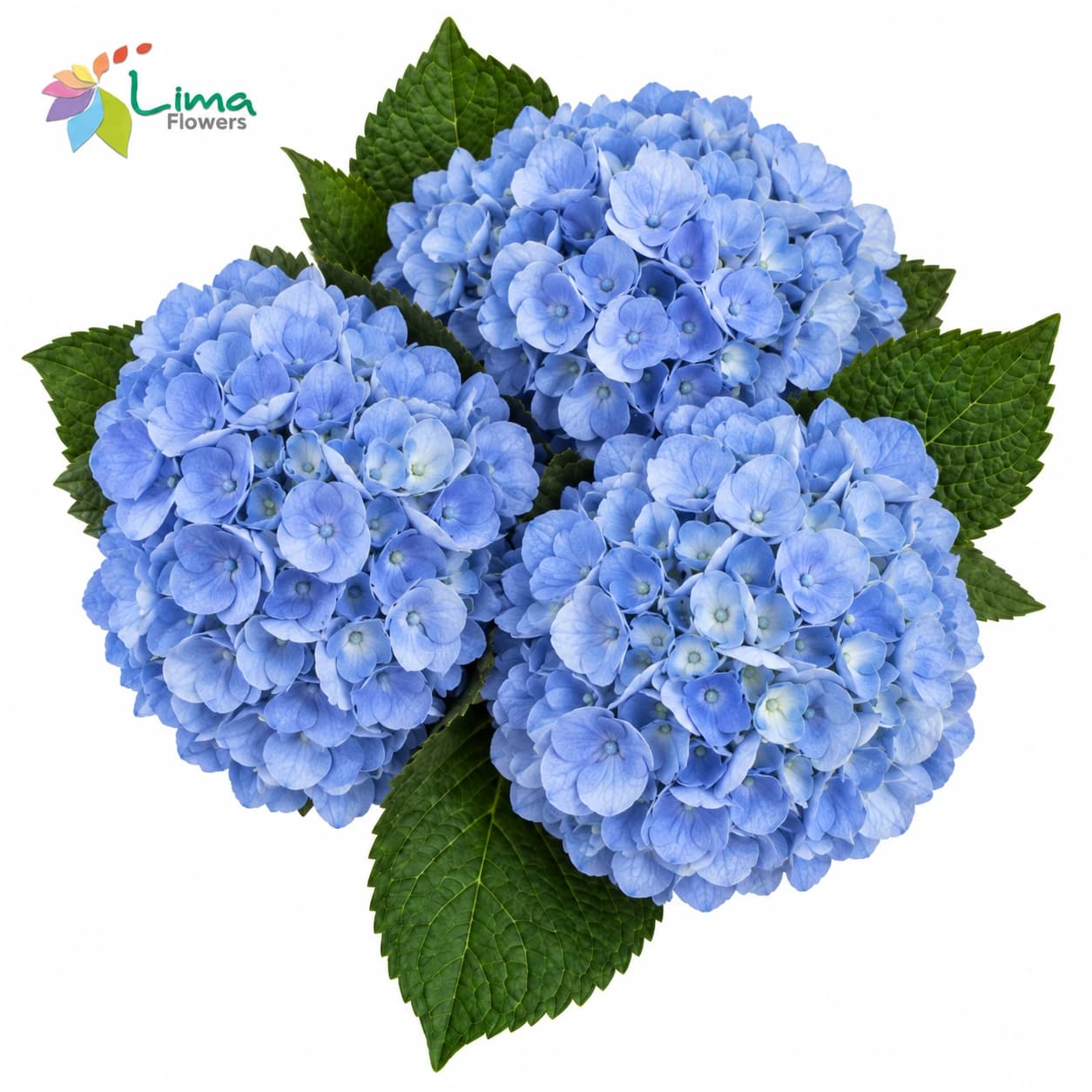 Hydrangea Blue