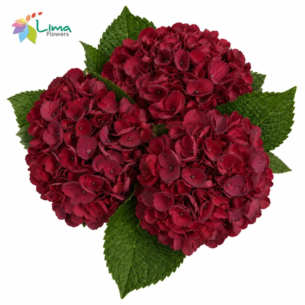 Hydrangea Burgundy