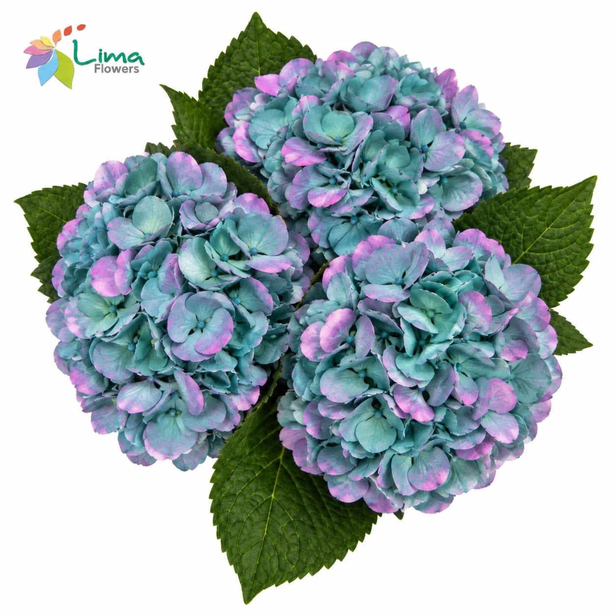 Hydrangea Clown