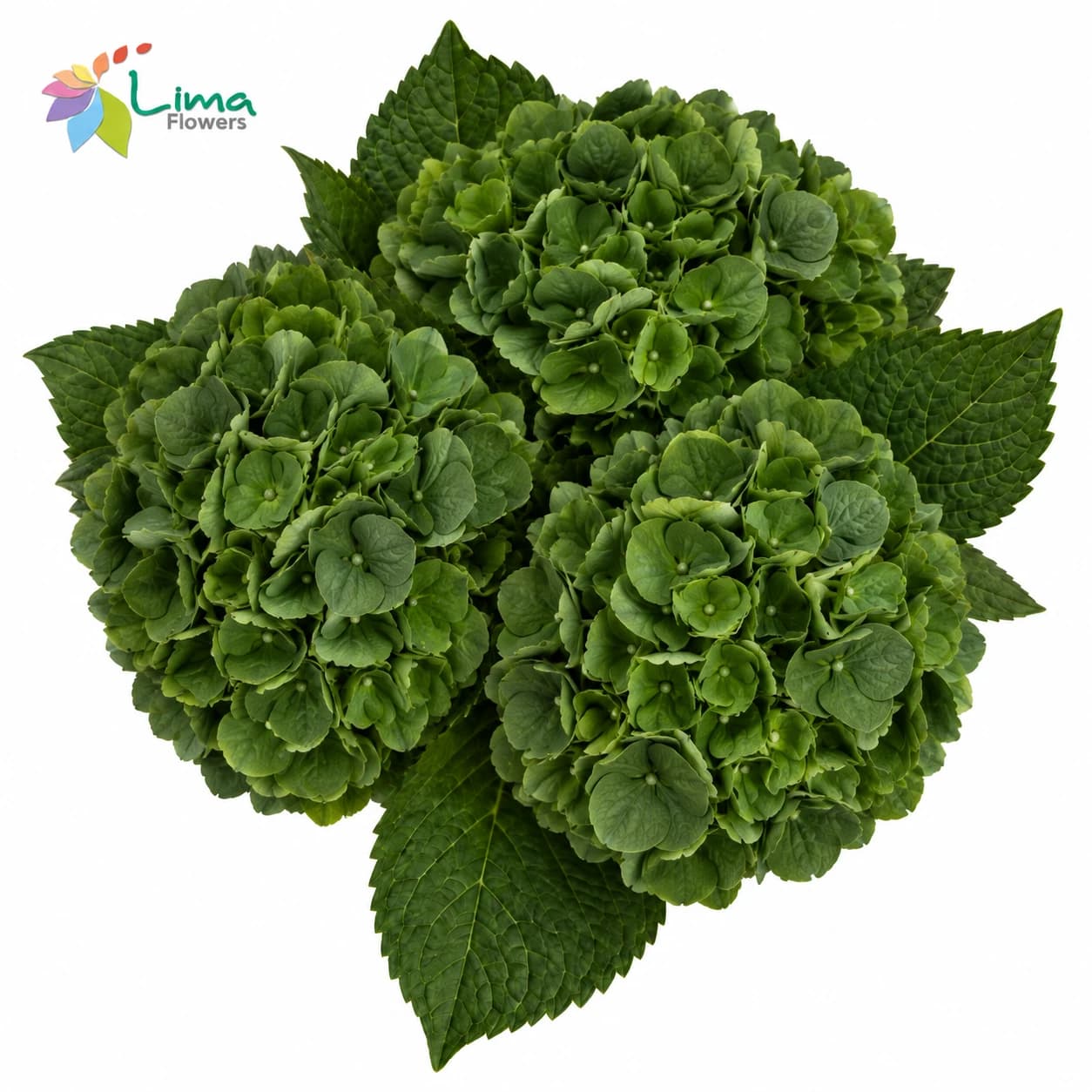 Hydrangea Dark Green