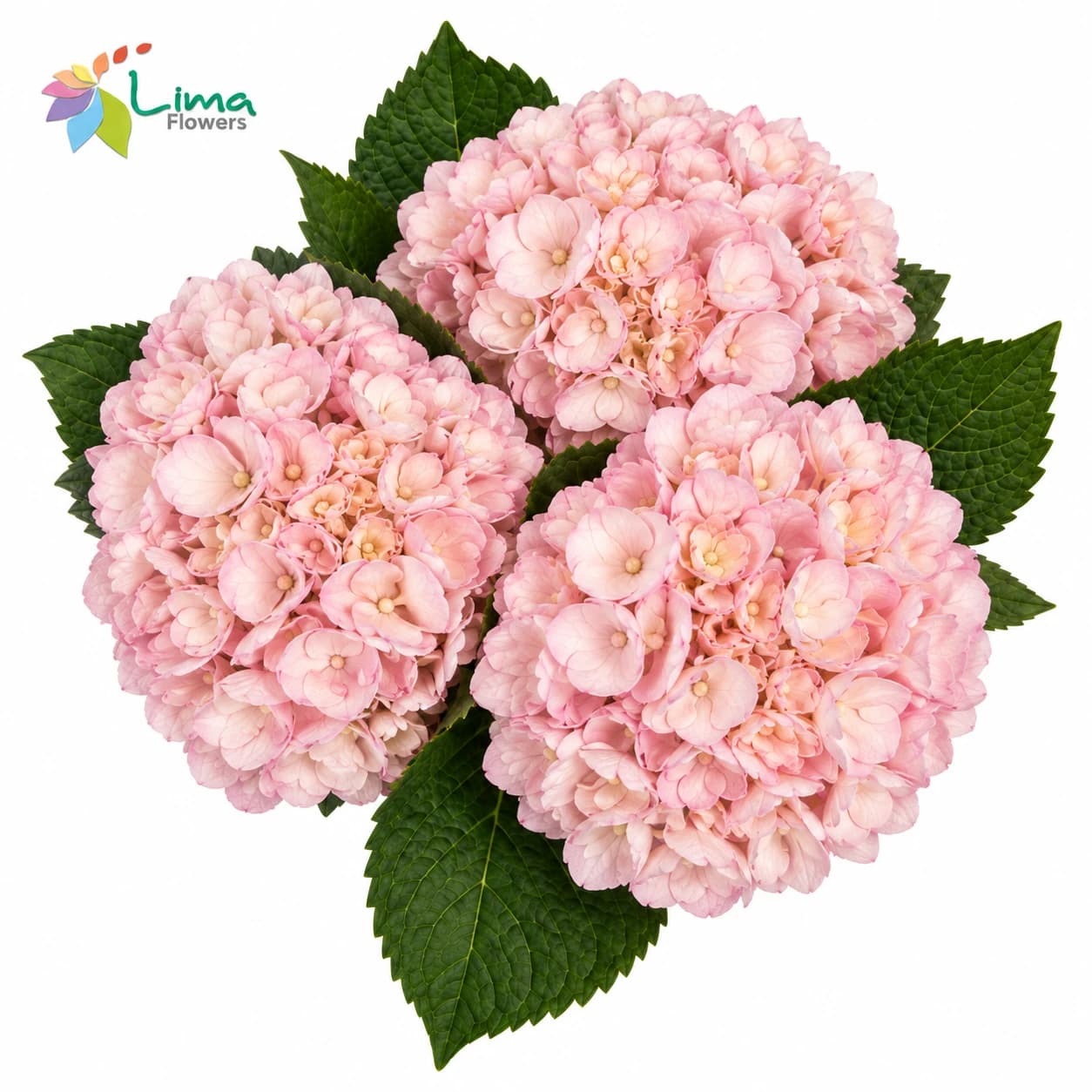 Hydrangea Light Pink