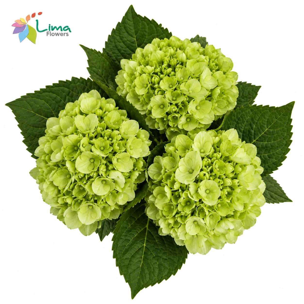 Hydrangea Mini Green