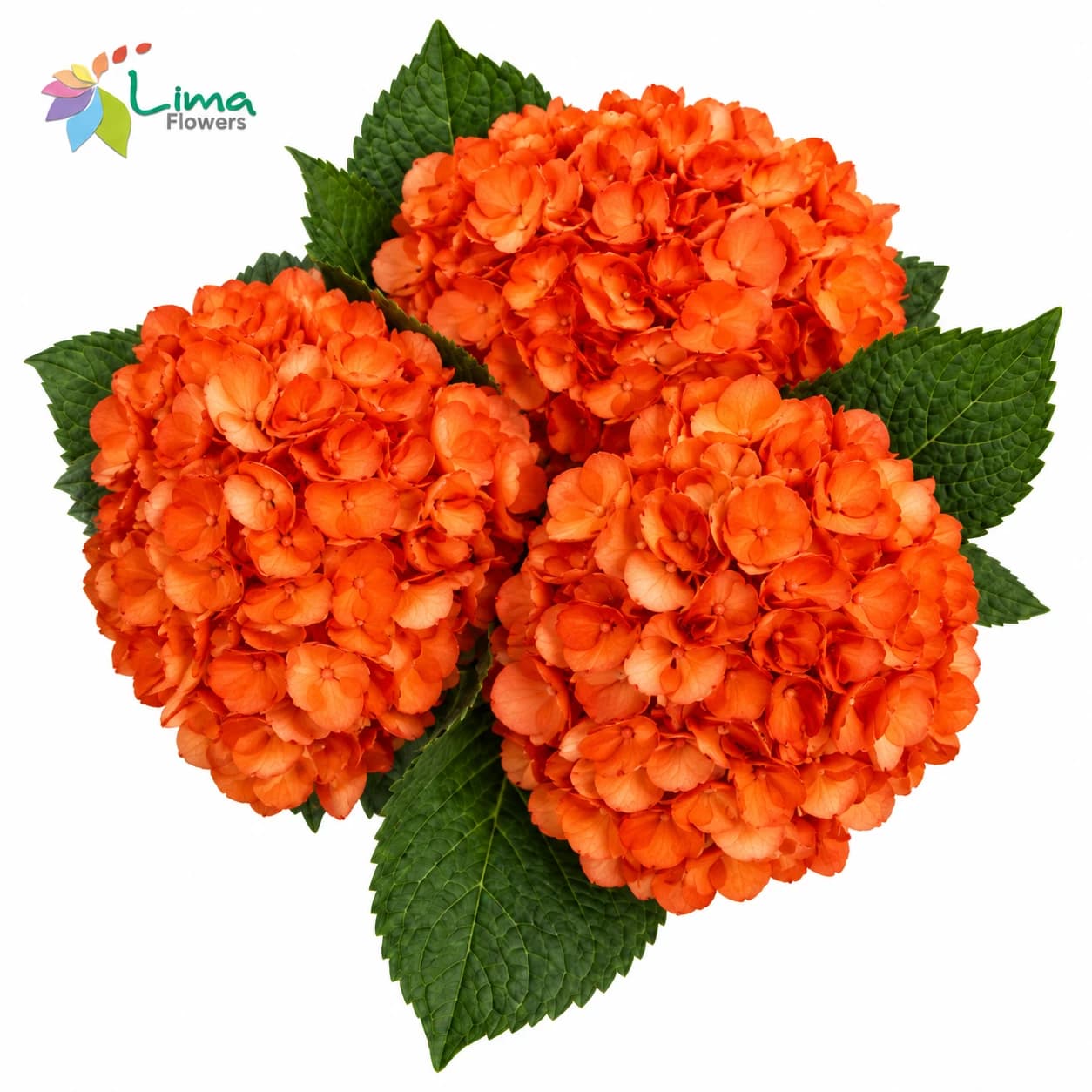 Hydrangea Orange