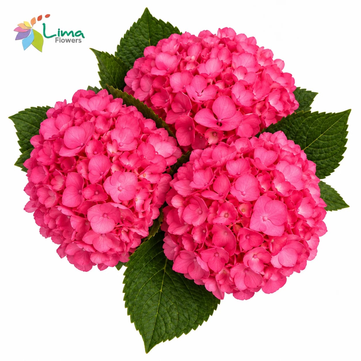 Hydrangea Pink Pink