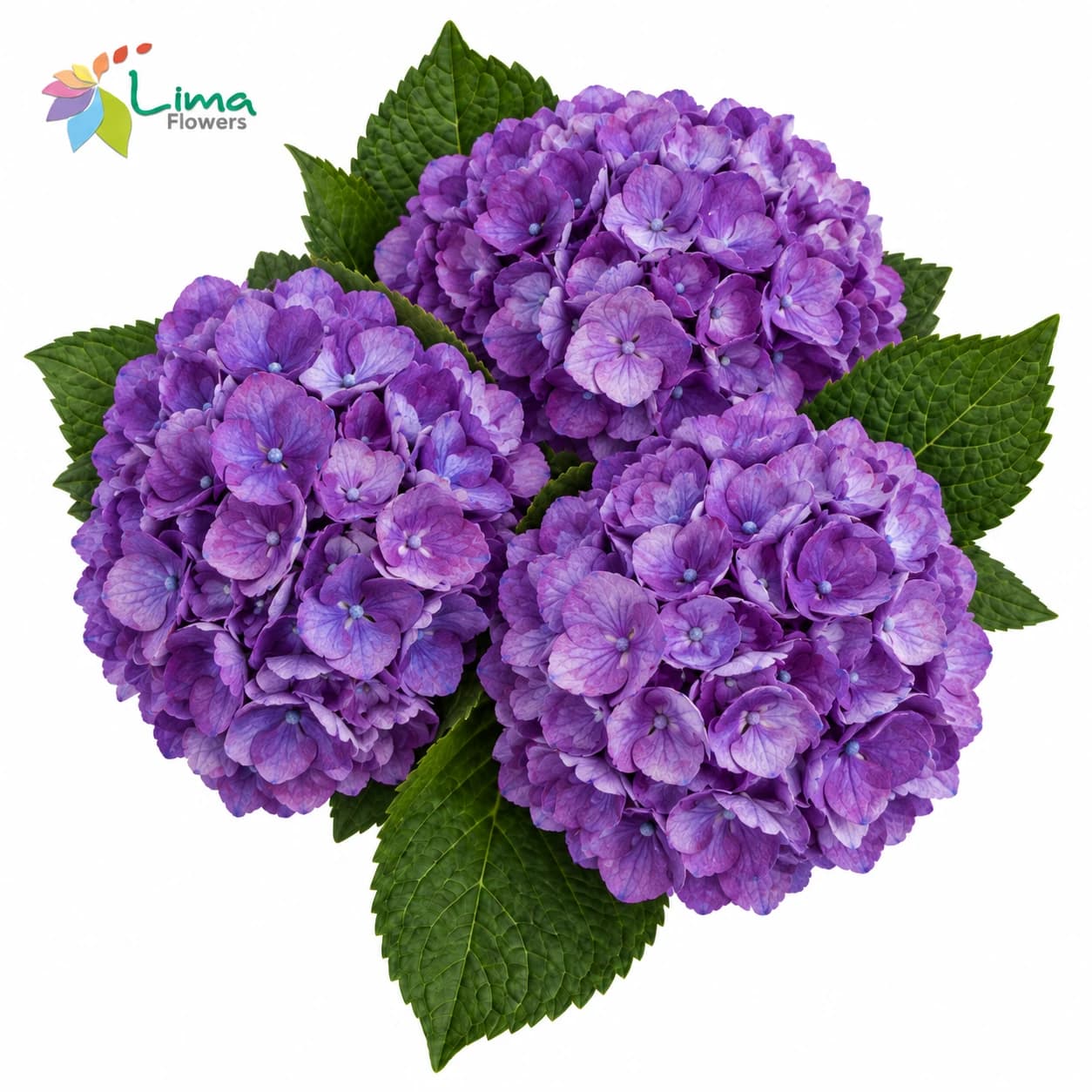 Hydrangea Purple