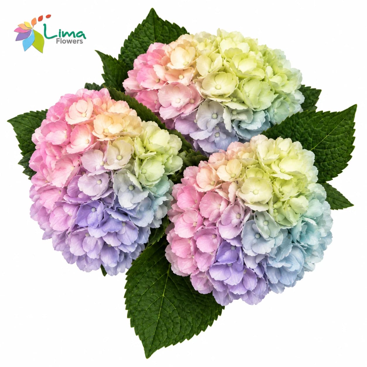 Hydrangea Rainbow