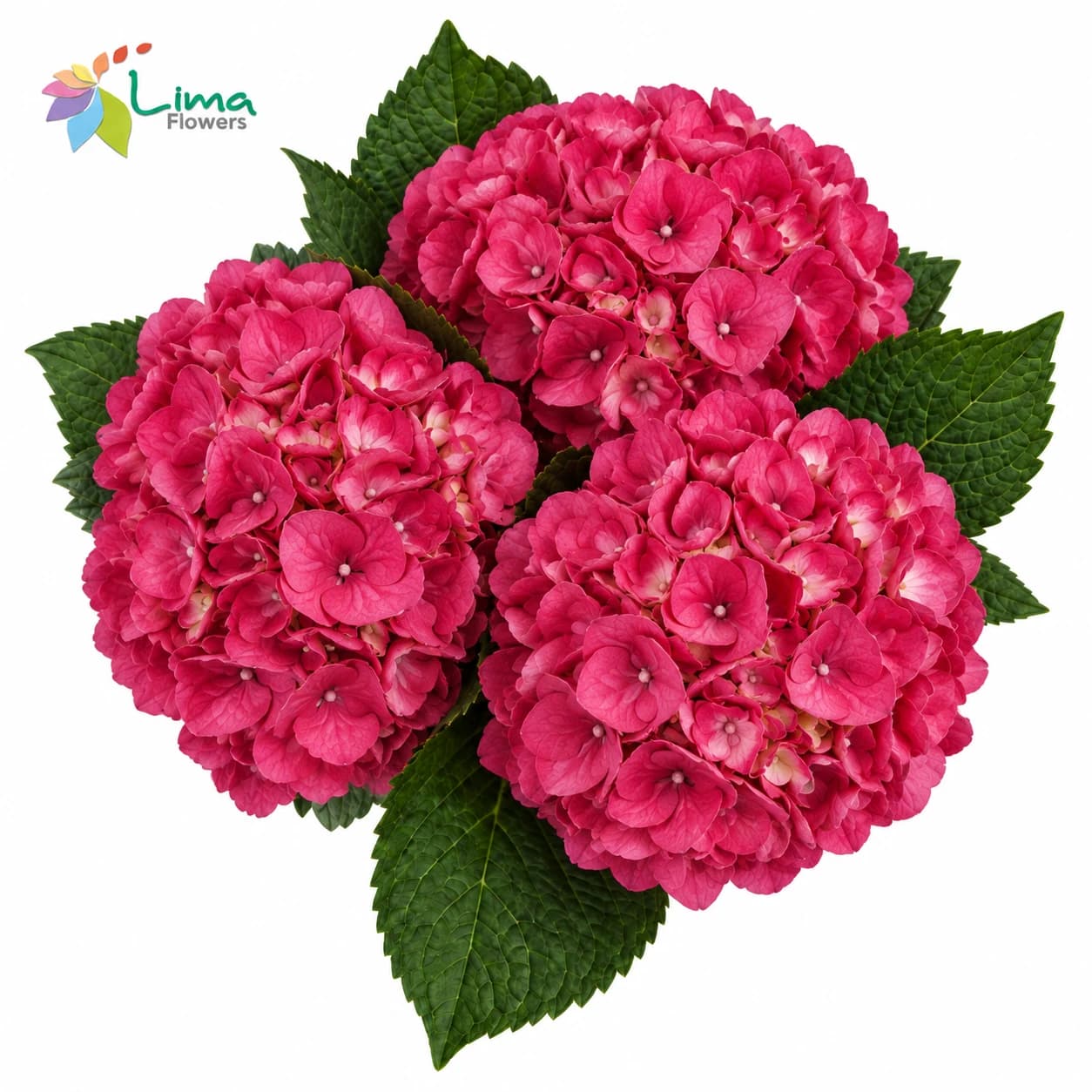 Hydrangea Raspberry