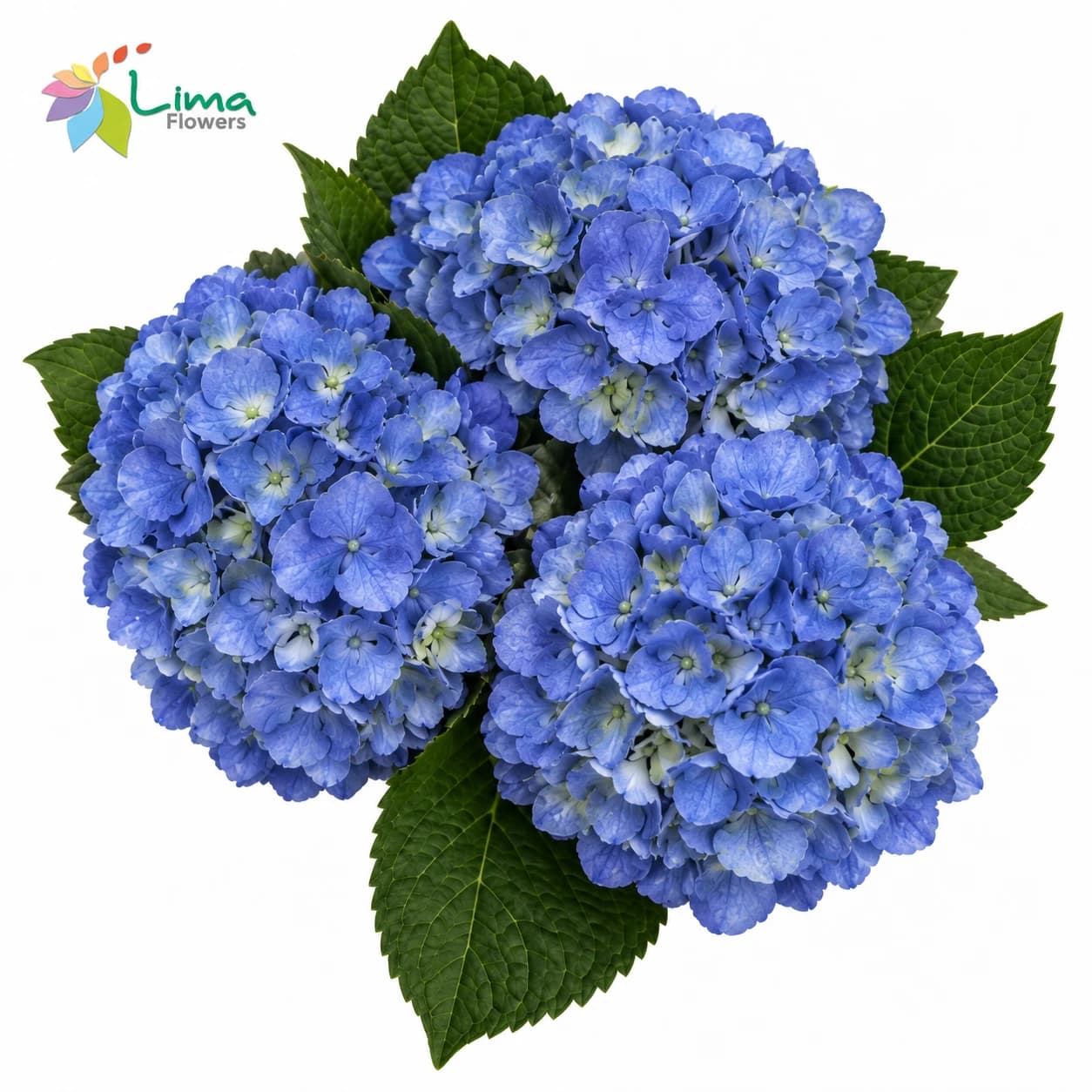 Hydrangea Select Shoking Blue