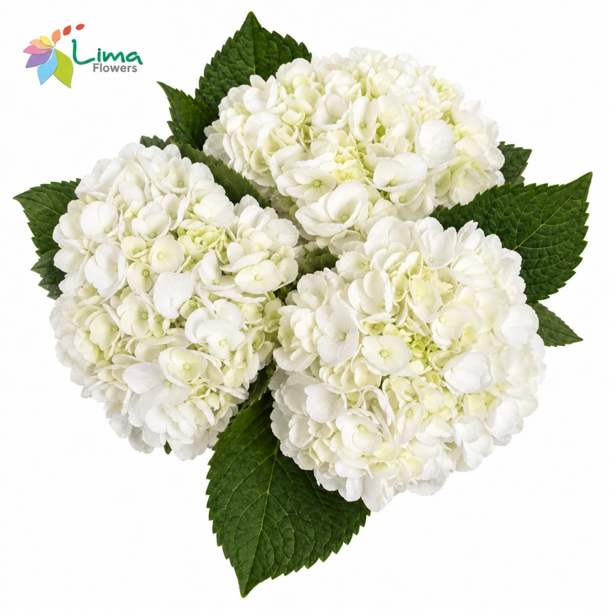 Hydrangeas