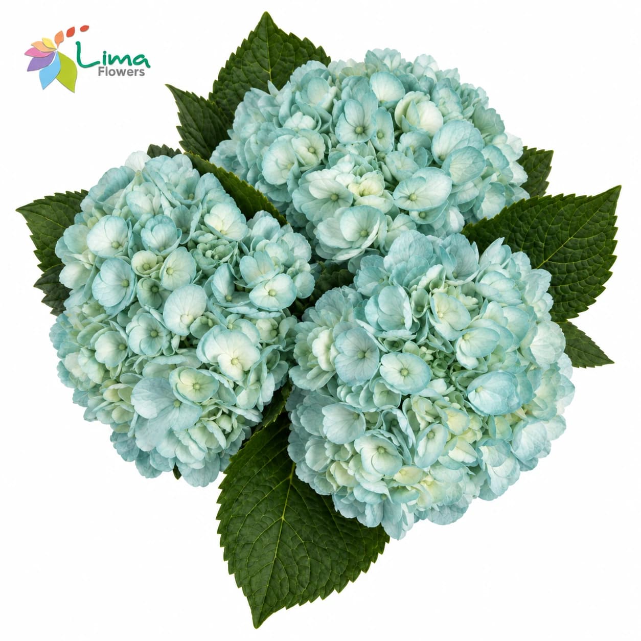 Hydrangea Turquoise