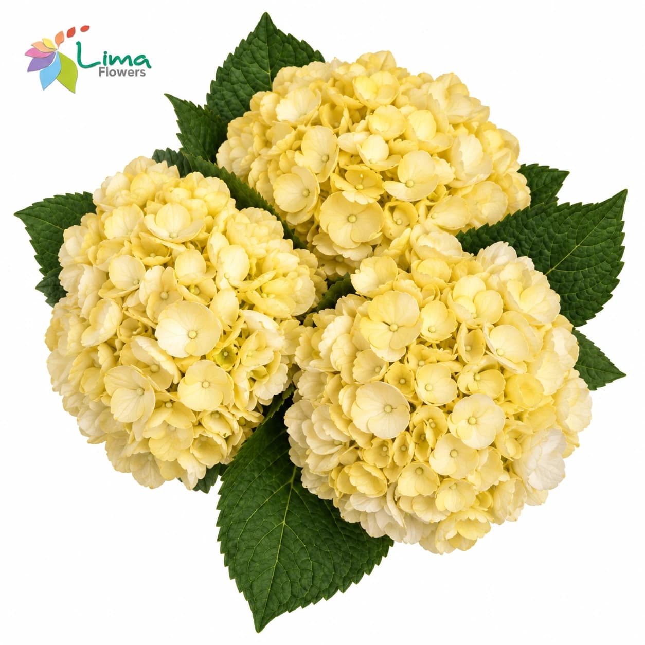 Hydrangea Yellow