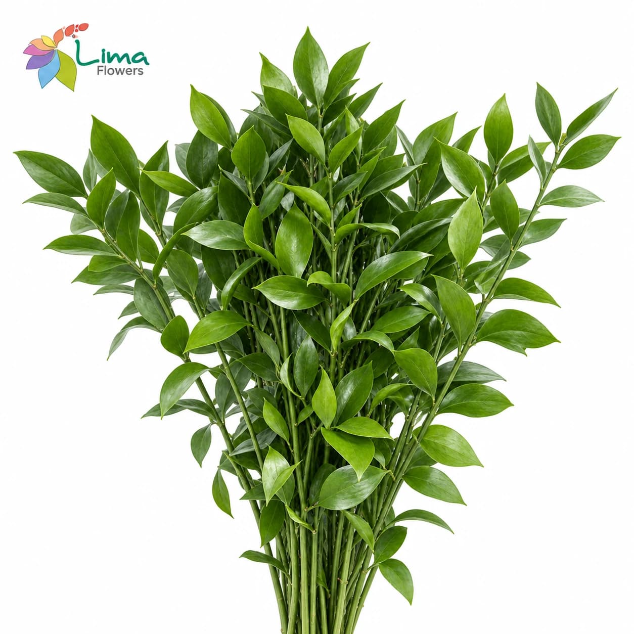 Ruscus