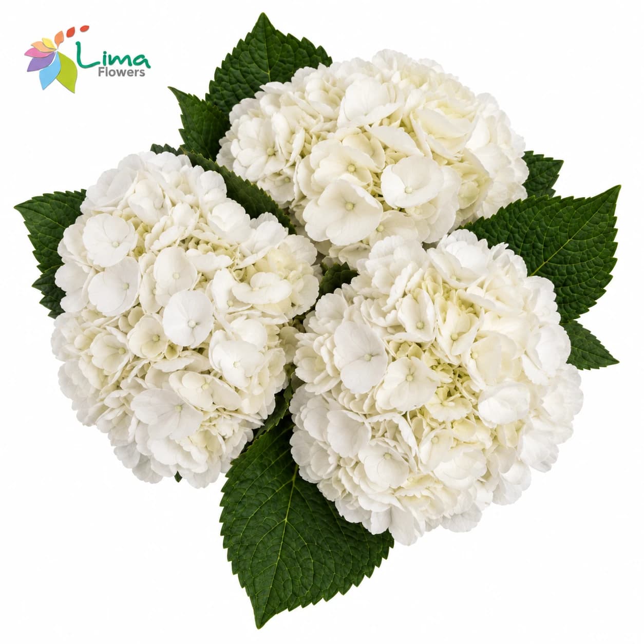 Premium White