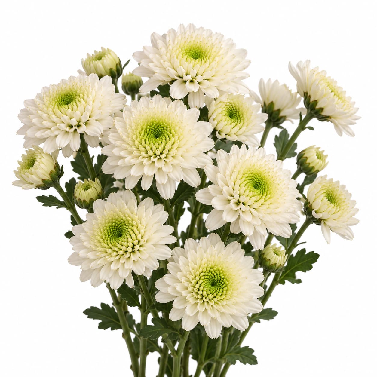 Artic Queen Cushion White