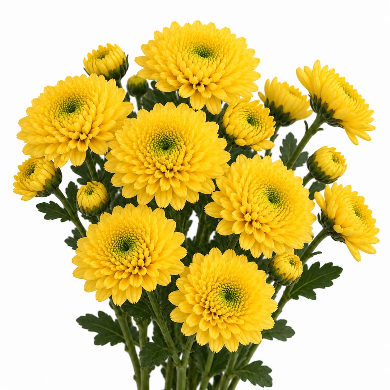 Chrysanthemums