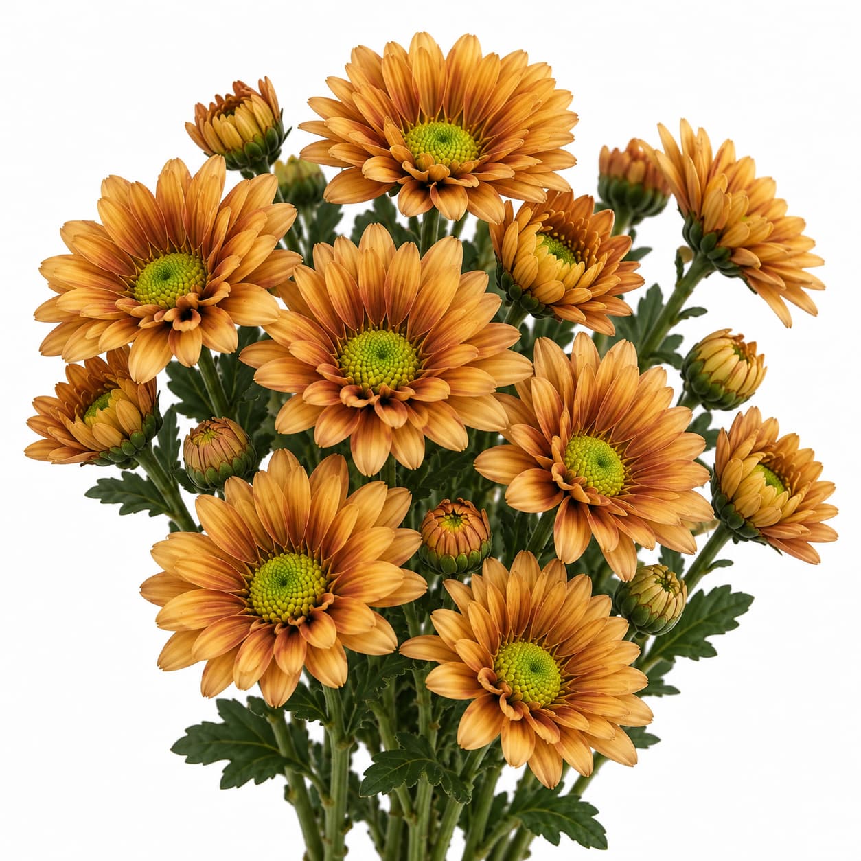 Deisy Bronce Butterscotch