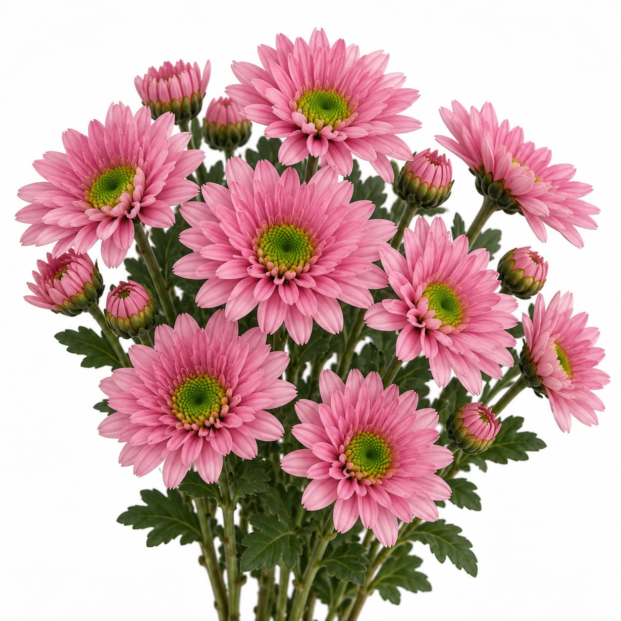 Deisy Pink Riana