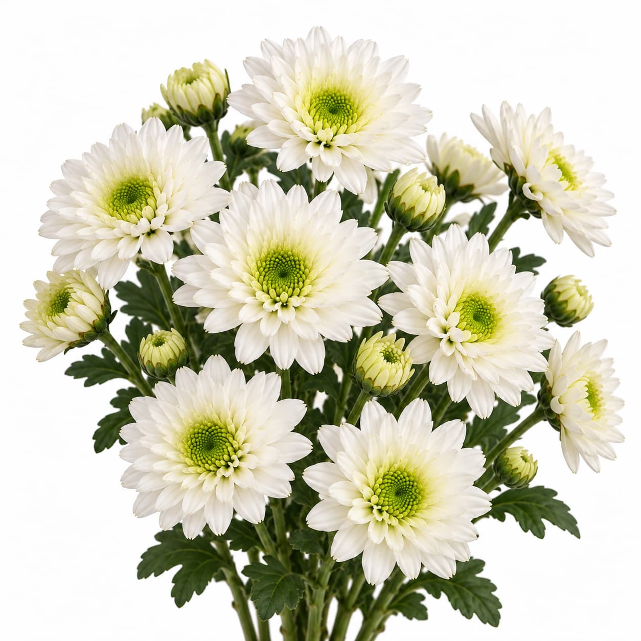Deisy White Coconut