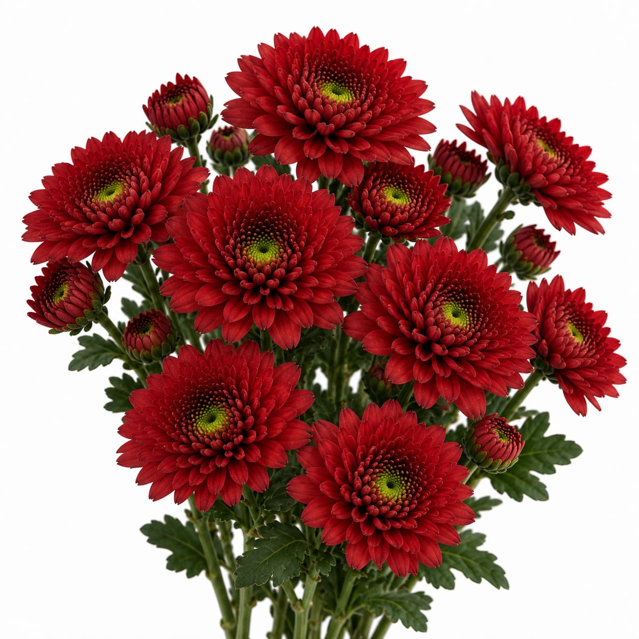 Lexy Red