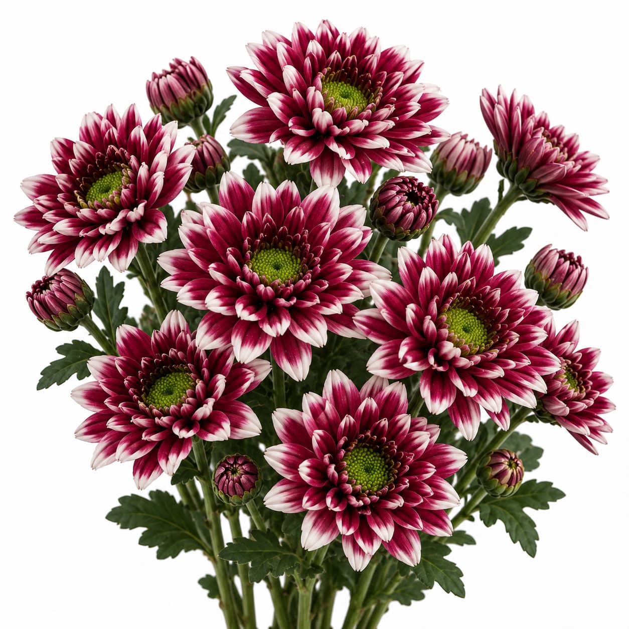 Novedad Pink Amaze Dar