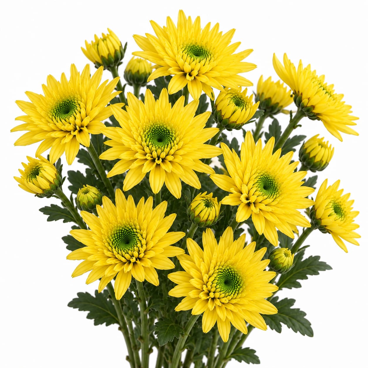 Novedad Yellow Sabatini