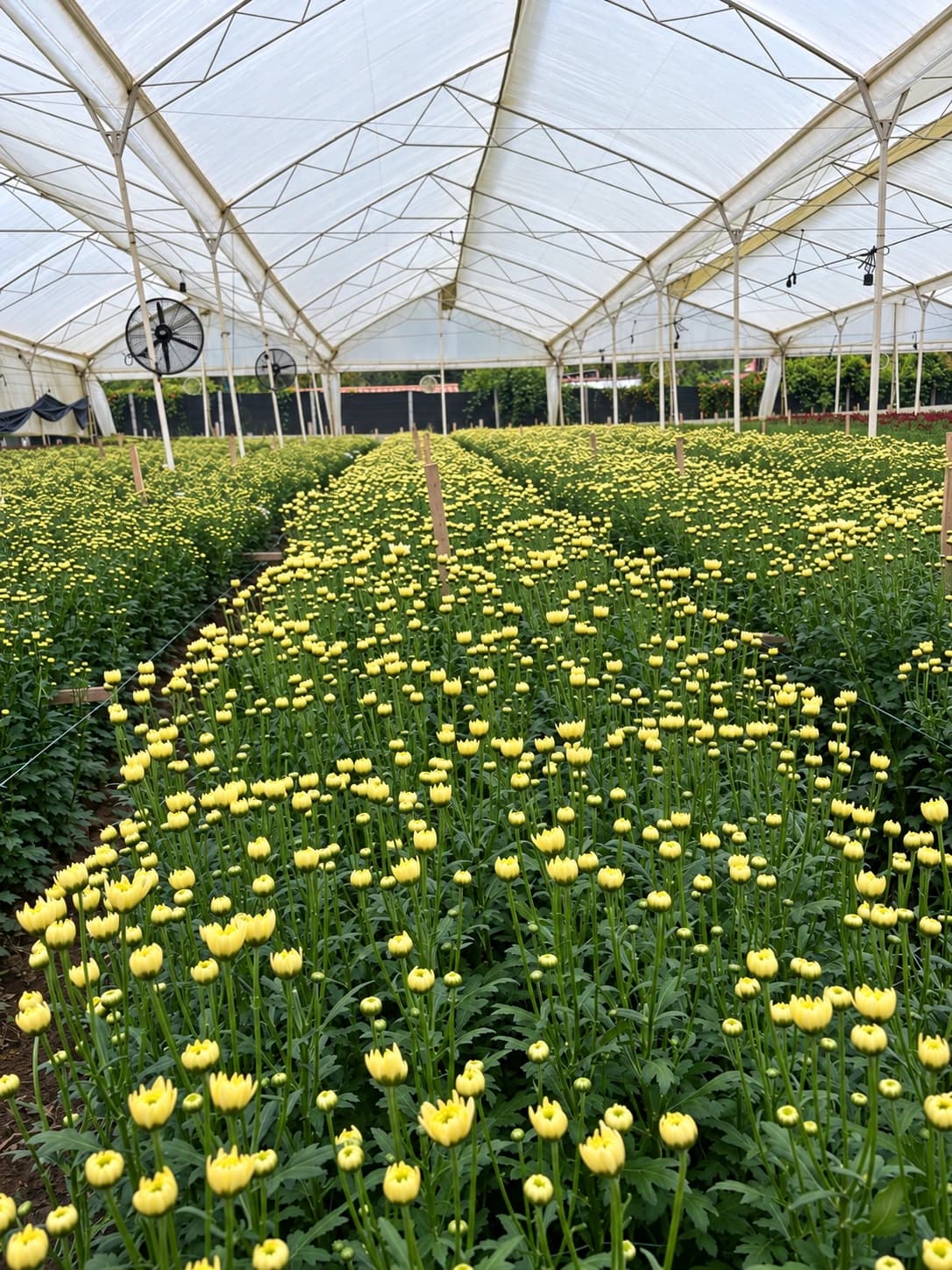 Chrysanthemum beds