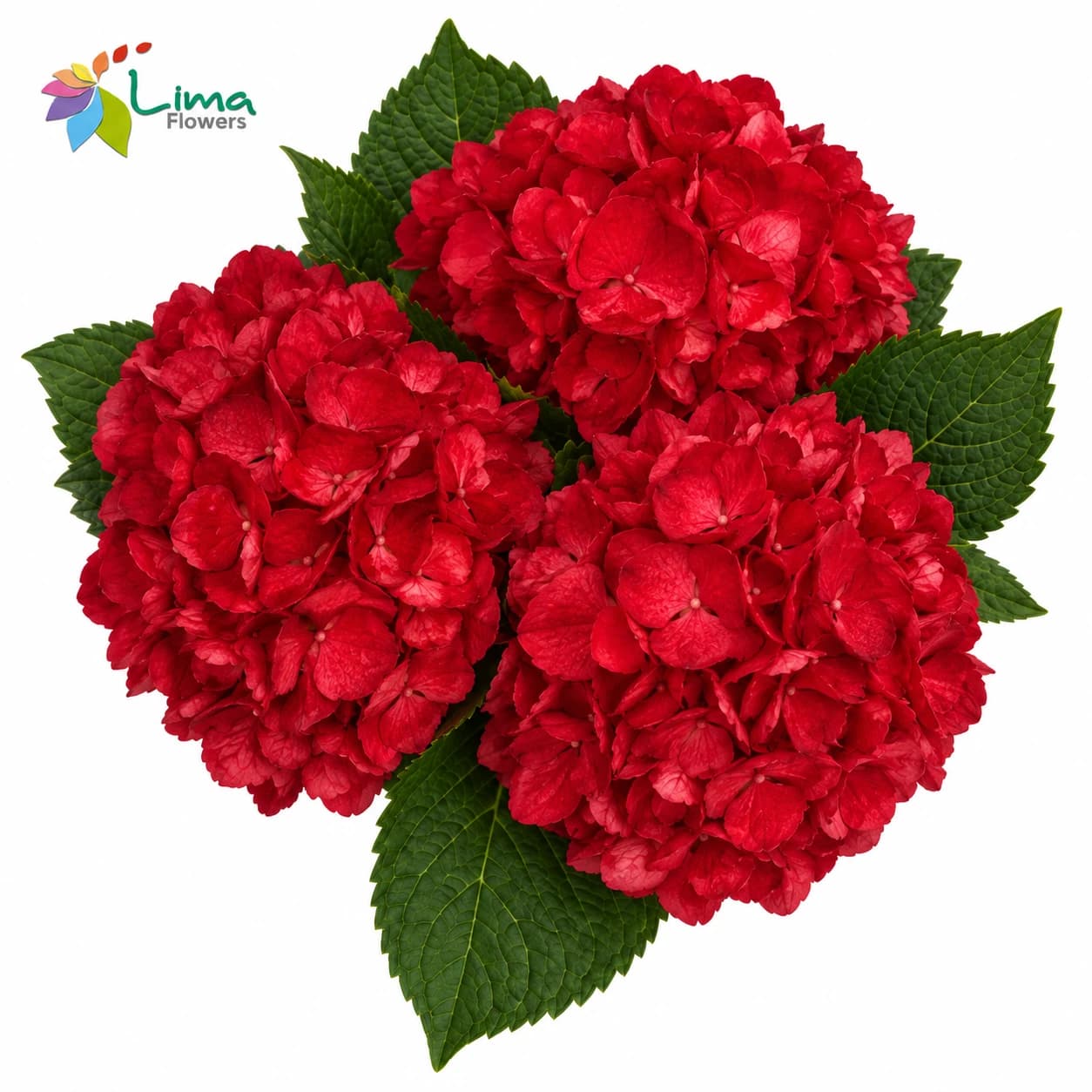 Hydrangea Dark Red