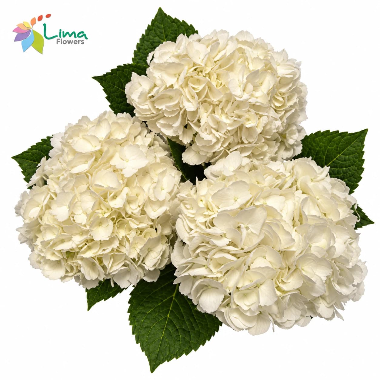 Hydrangea Jumbo