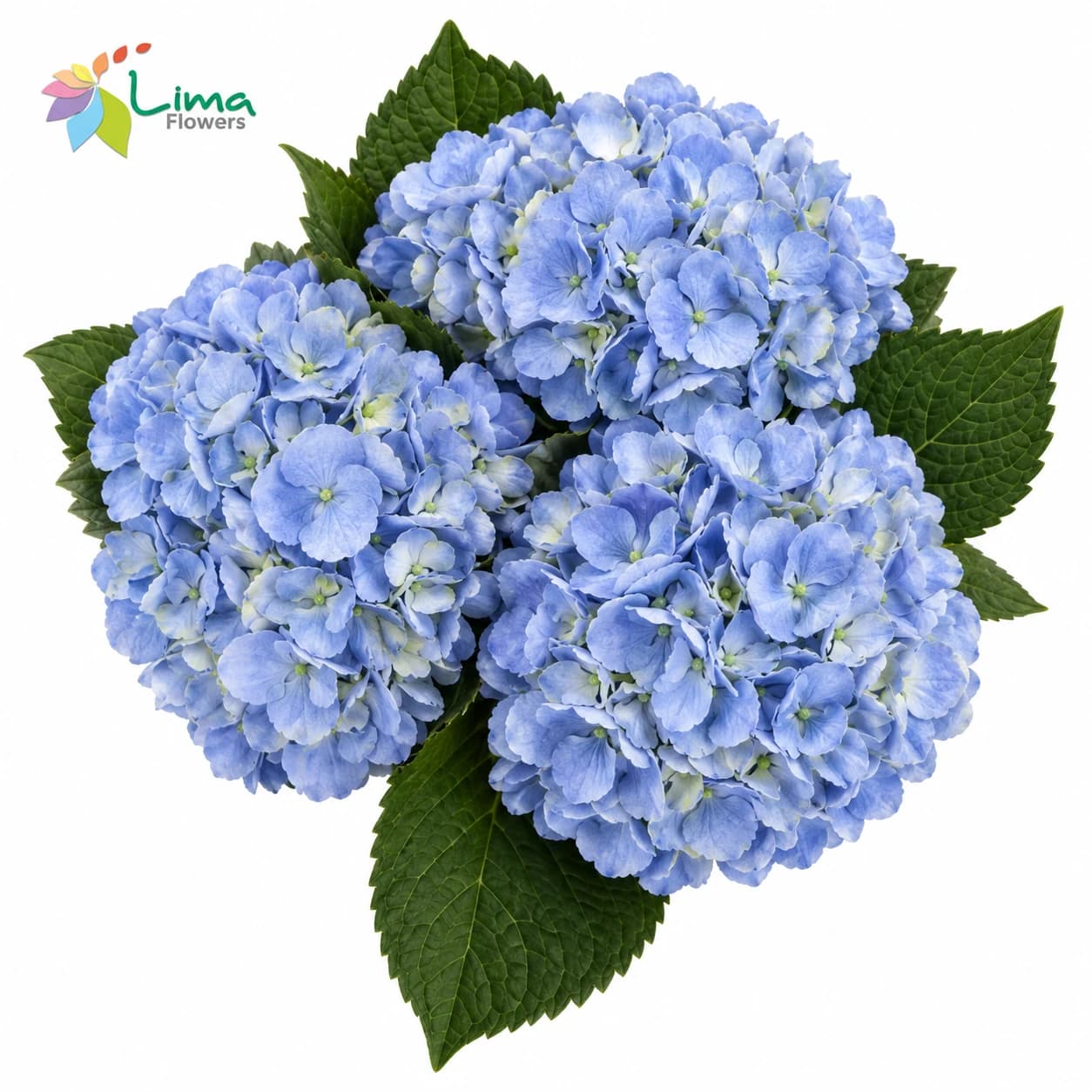 Hydrangea Select Blue