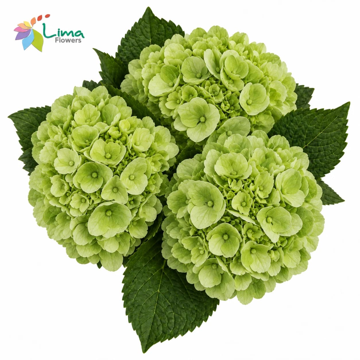 Hydrangea Select Emerald