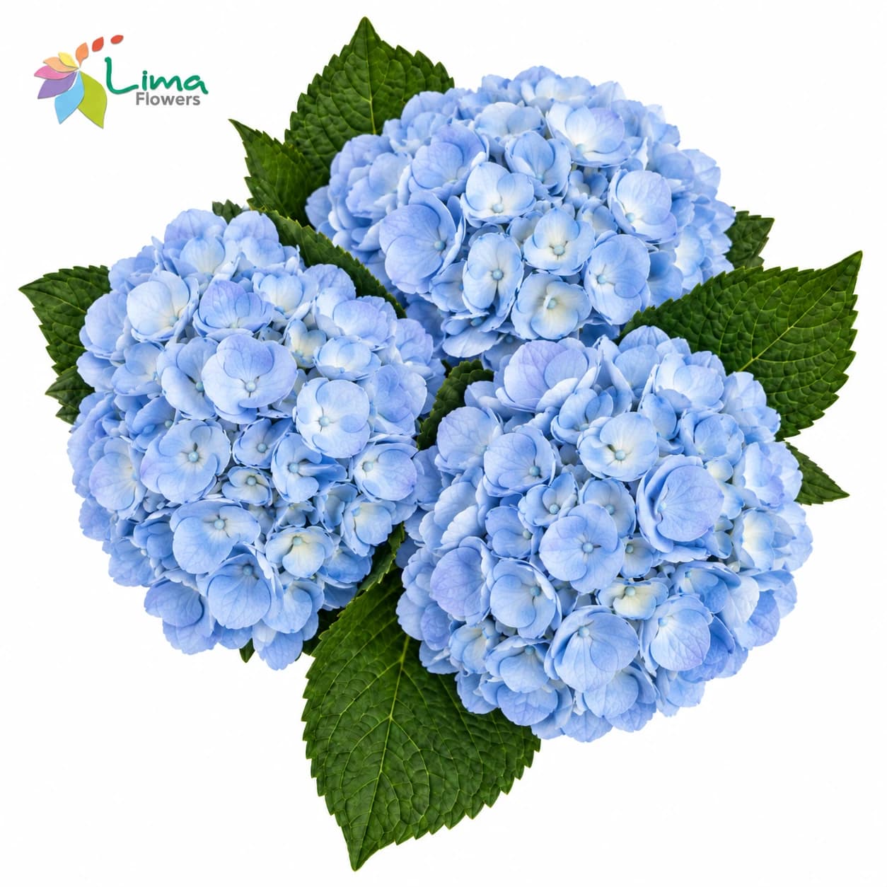 Premium Blue