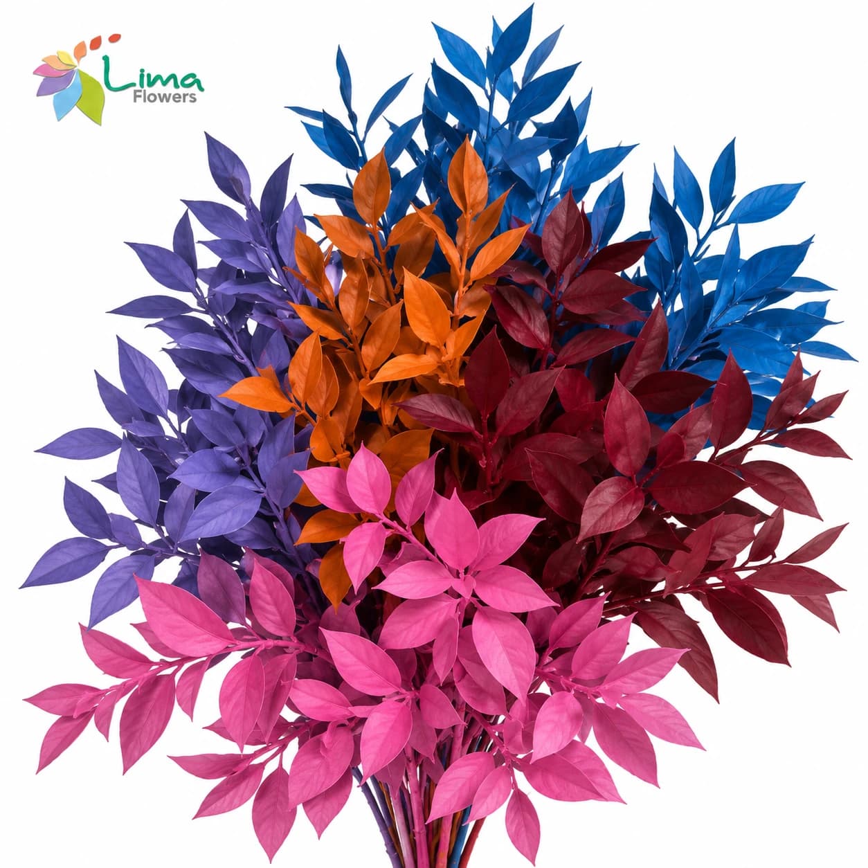 Tinted Ruscus