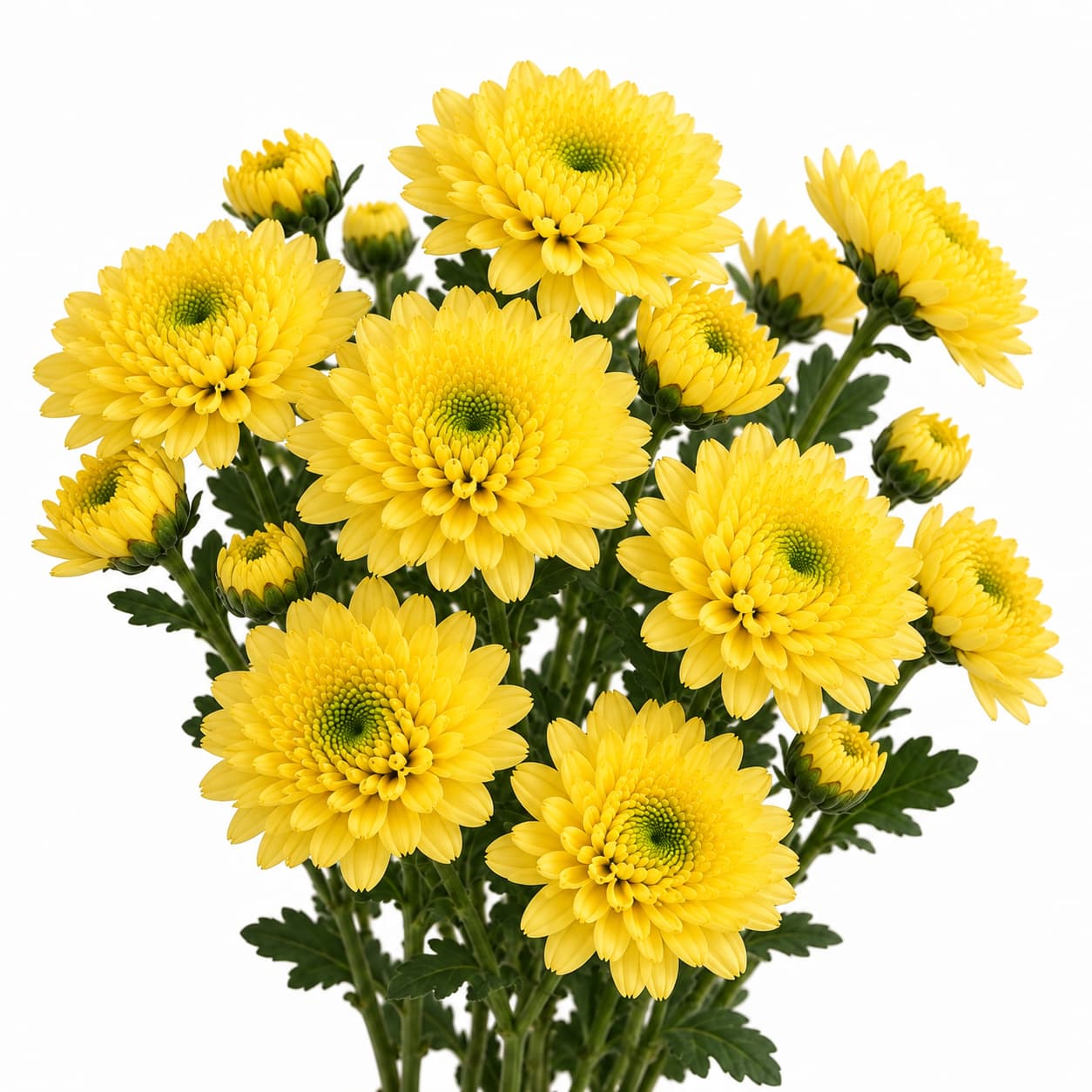 Cushion Sunny Yellow