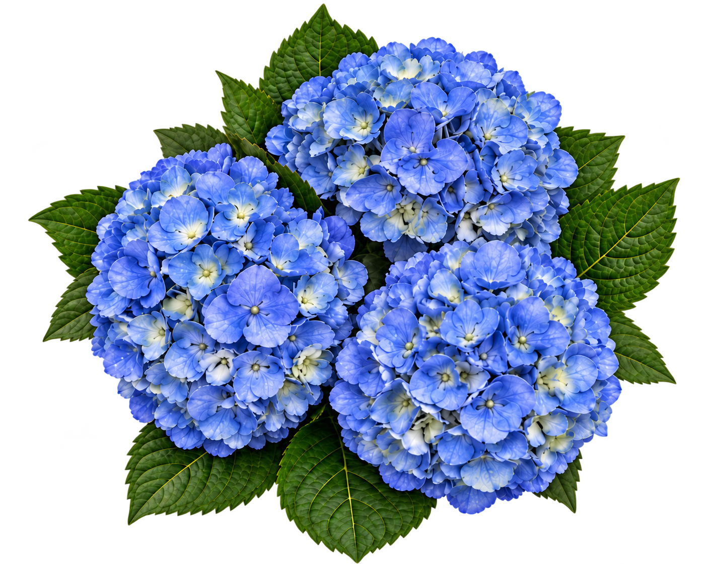 Blue hydrangeas with deep green leaves