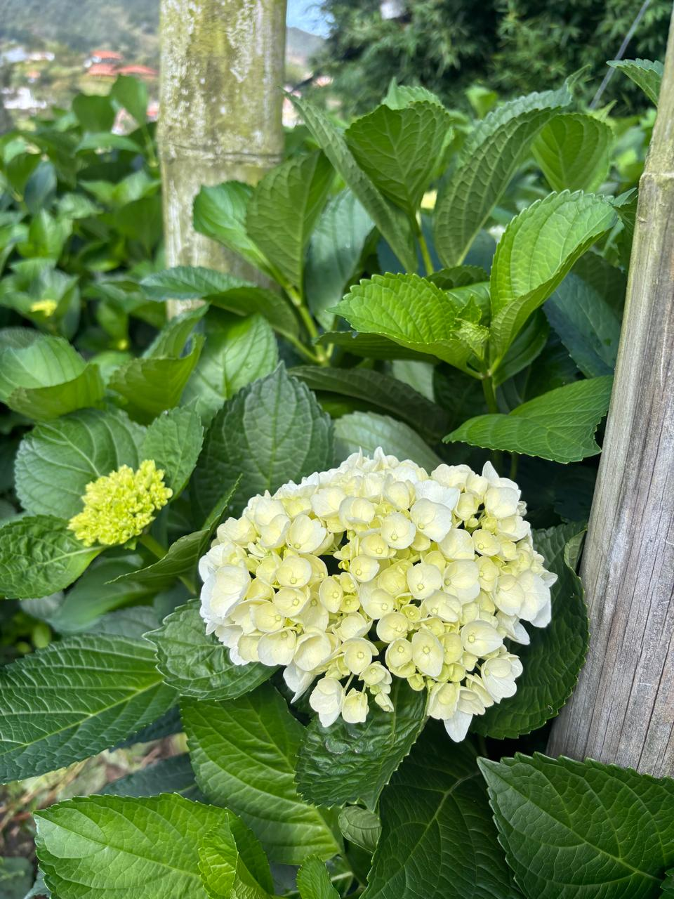 A pale hydrangea blooming among the leaves at our farm